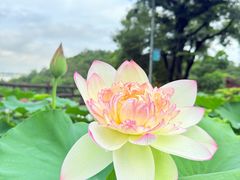 -广州莲花山旅游区