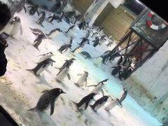 -大连圣亚海洋世界