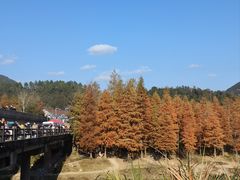 -小芝红树林