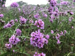 -紫海香堤香草艺术庄园