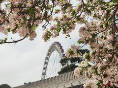 -天津大悲禅院