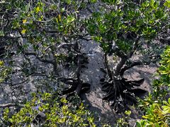 -北海金海湾红树林生态旅游区
