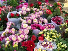 -中环花鸟鱼虫市场