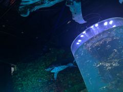 -青岛嘉年华主题乐园