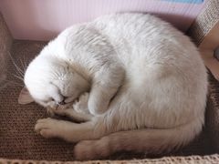 -猫腻·猫咖·撸猫馆(星光大道店)