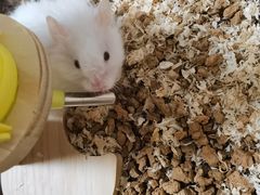 -Pets First伊珊娜洗护·精致美容·家庭式寄养(新会路店)