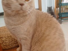 -Catmate·猫肥家润(金润铂宫店)