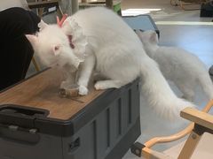 -Heymao猫咖.咖啡厅(东门店)