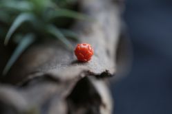 -晶之恋天然水晶(新闸路店)