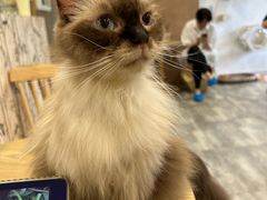 -楼上猫咖(罗湖店)