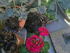 -双廊杨记石锅鱼石锅牛肉