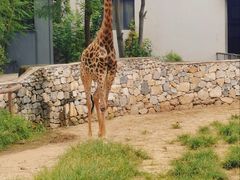 -北京野生动物园