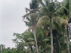 -东郊椰林