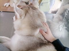 -Husky Go! 哈士奇体验馆·宠物咖啡厅狗咖