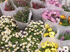 -双季花艺园艺市场(浦东店)