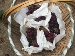 -马陆小张葡萄园农家乐