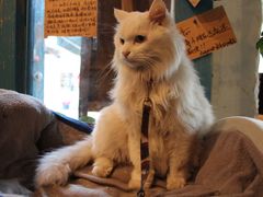 -Babycat私家御饼屋(龙头路一店)