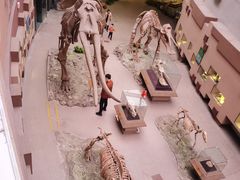 -陕西自然博物馆