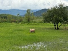 -泸沽湖国家级风景名胜区走婚桥