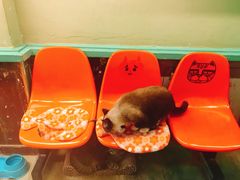 -猫咪博物馆(顶澳仔猫街店)