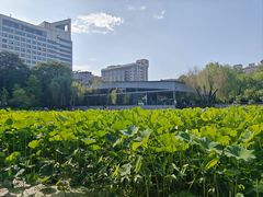 -莲湖公园