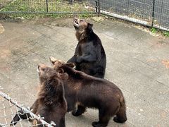 -大连森林动物园
