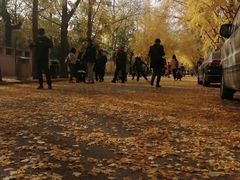 -三里屯东五街银杏大道