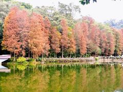 -深圳仙湖植物园