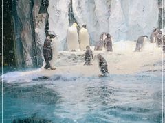 -帝企鹅自助餐厅•儿童岛•真企鹅(长隆企鹅酒店)