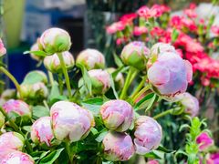 -谷莠子花艺气球派对·绿植造景·花艺沙龙(东海缤纷天地店)