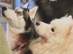 -more than meow吴止猫主题餐厅(承德 中船汇店)