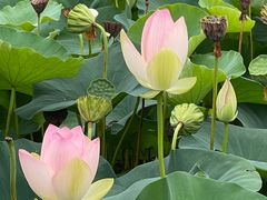 -莲花池公园