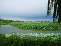 -白洋淀景区