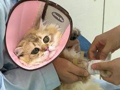 -汪喵宠物医院·骨科心脏影像·犬猫急重症ICU诊疗中心(成华分院)