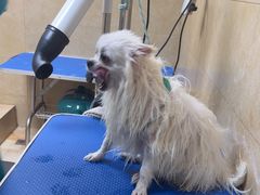 -佳雯宠物医院·皮肤科·内外科(春晓路分院)