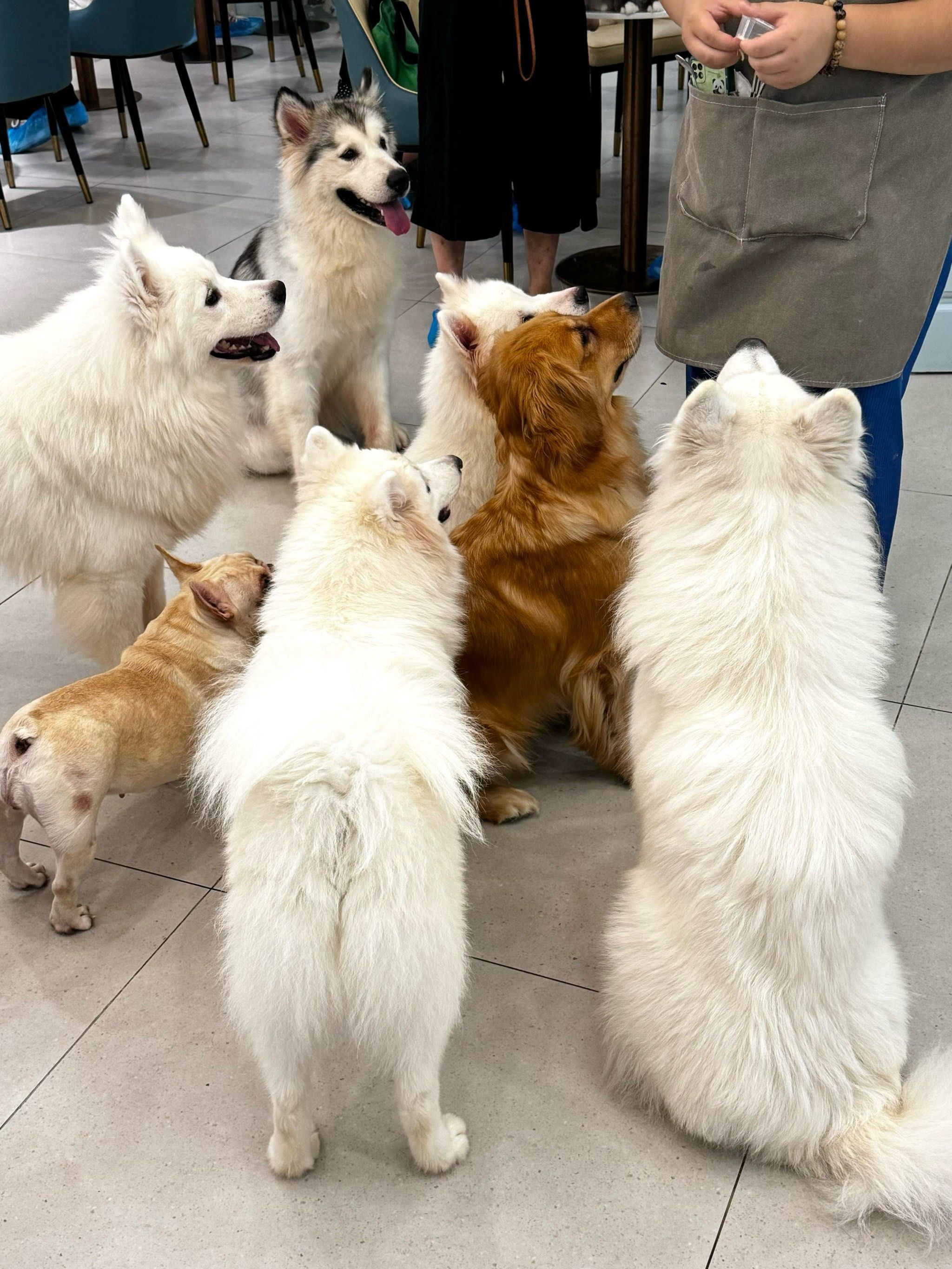 可爱晕晕!谁能拒绝小狗排排坐啊🐶