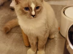 -喵喵咪呀布偶猫咖(春熙路店)