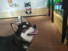 -柴犬高等学院·狗咖·柴犬售卖·宠物训练