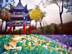 -金城公园