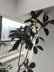 -HEYAN荷妍专业脱毛连锁机构