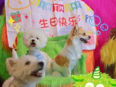 -百好乐宠物友好餐厅(朝外大街店)