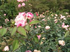 -人民公园(罗湖区)