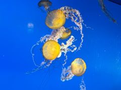 -太平洋海底世界