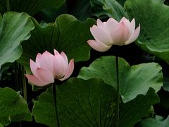 -四川大学(华西校区)