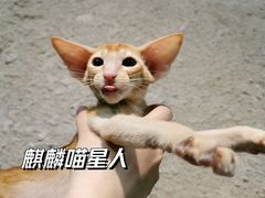 -十年猫舍·猫咪专门店(普陀店)