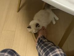 -东方名猫馆·英短金渐层布偶猫舍(环线广场1号楼店)