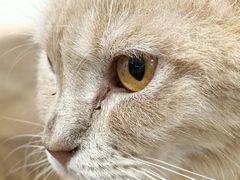 -楼上猫咖(罗湖店)