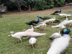 -广州长隆飞鸟乐园