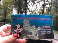 -都江堰中华大熊猫苑