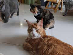 -平行世界·猫咖(首经贸店)